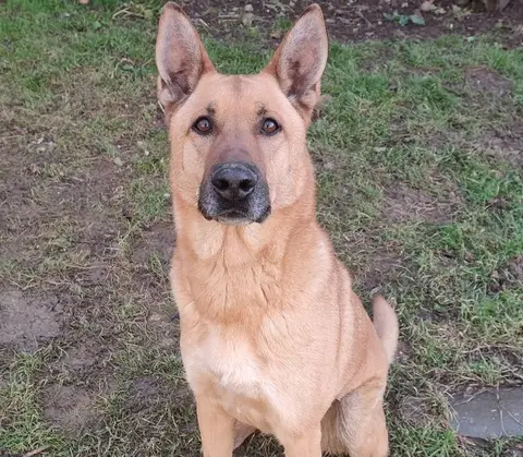 ARKO photo 5