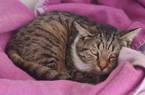 OSCAR