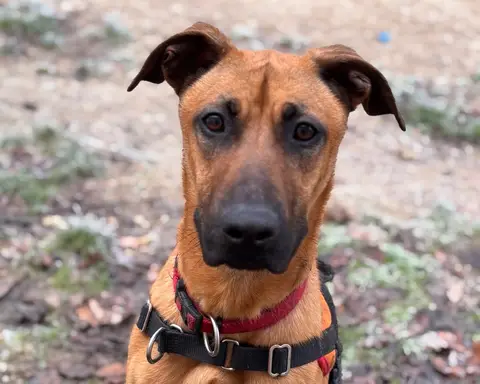 SIMBA photo 2