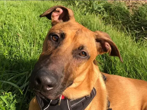 SIMBA photo 3
