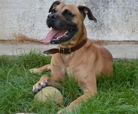 FALCO CHAO photo 7