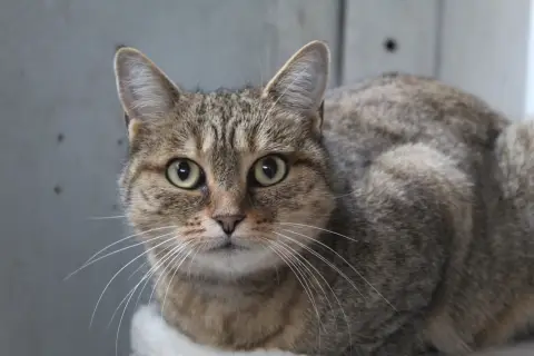 anaïssa