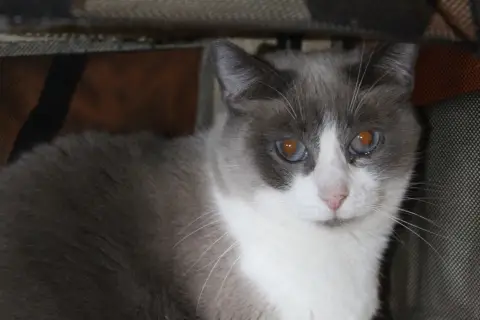 frimousse