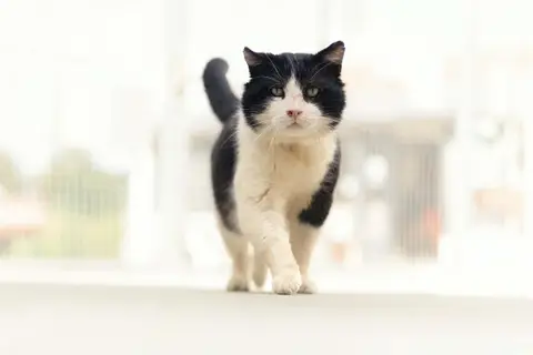 Brave