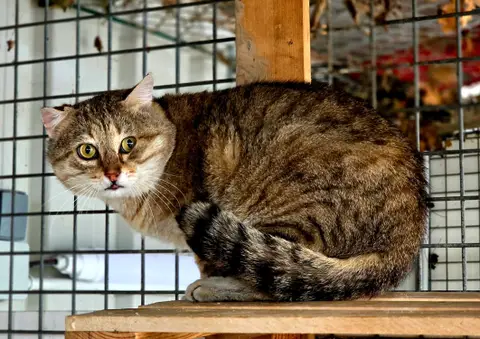 Zoidberg [FIV+]