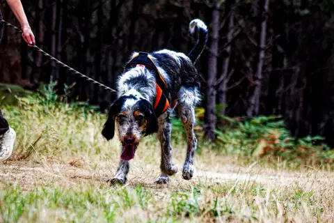 DOBBY photo 2