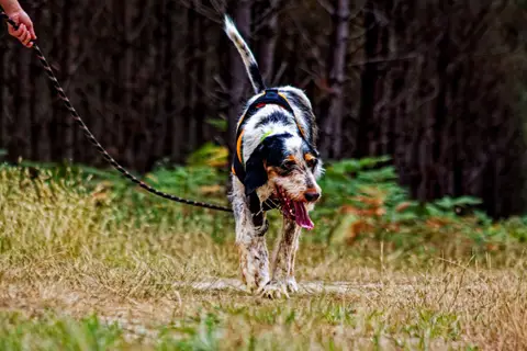 DOBBY photo 3