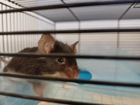 SOURIS 1