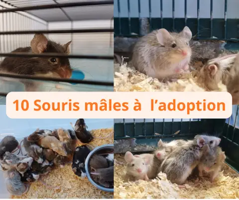 SOURIS 7 photo 2