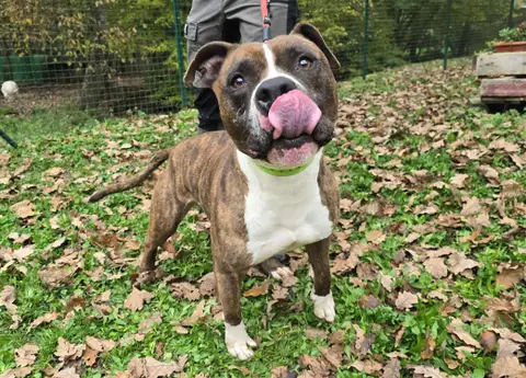 TYSON photo 4