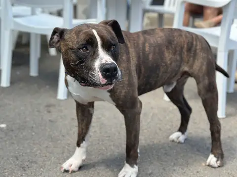 TYSON