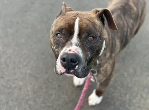 TYSON photo 2