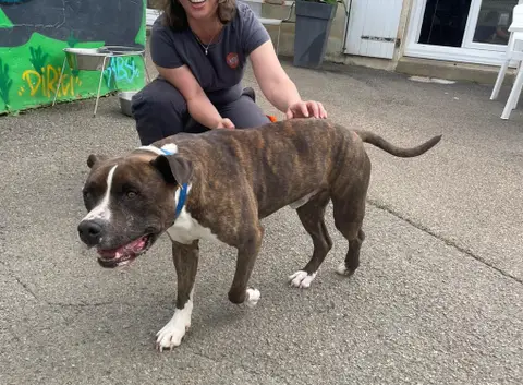 TYSON photo 3