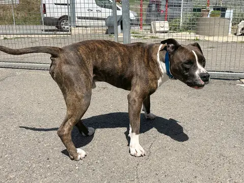 TYSON photo 5