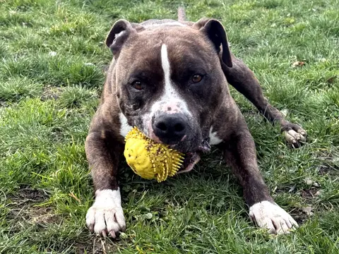 TYSON photo 6
