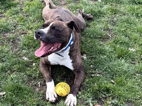 TYSON photo 7