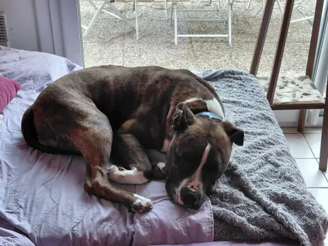 TYSON photo 8