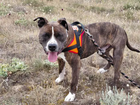 TYSON photo 9