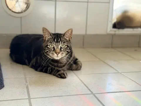 ODIN