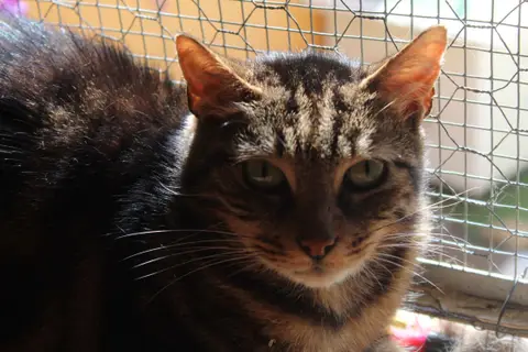 archibald