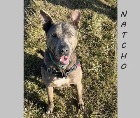 Natcho photo 5