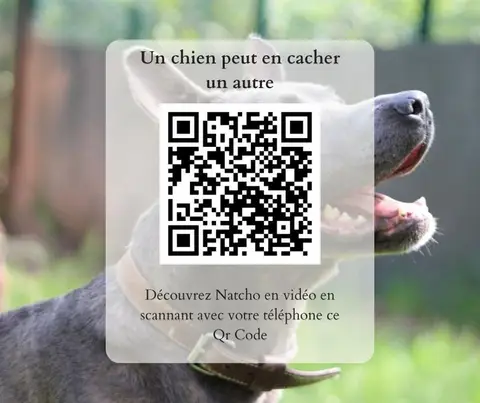 Natcho photo 6