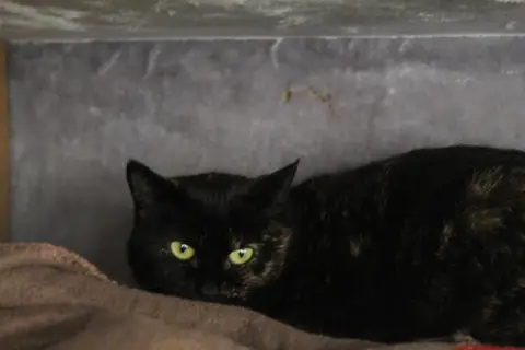 AMELIA