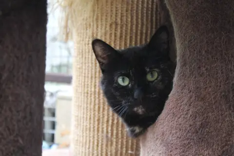 AMELIA photo 2
