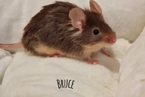 BRUCE