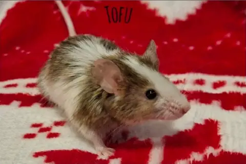 TOFU