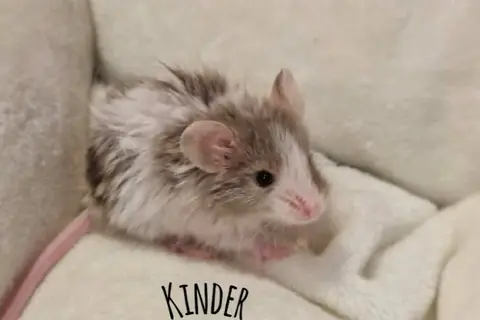 KINDER