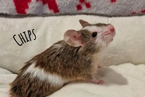 CHIPS