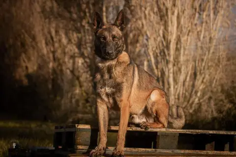 SIMBA photo 3