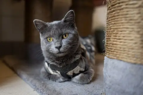 JAMOKA photo 2
