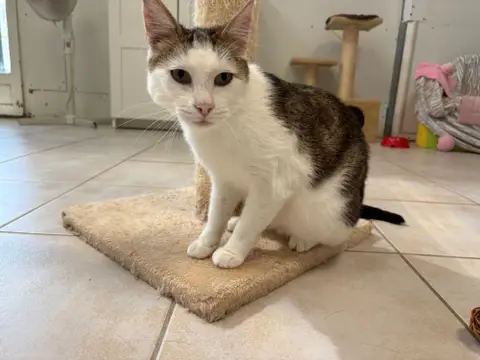 GIGI