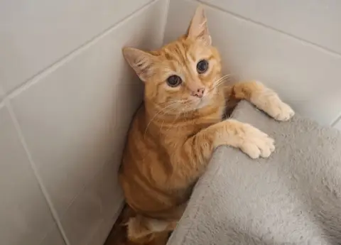 tigrou