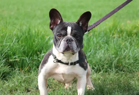 PUMBA (att eval)