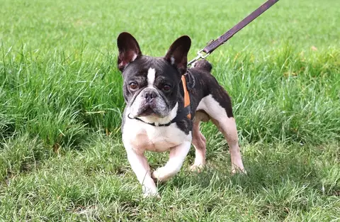 PUMBA (att eval) photo 2
