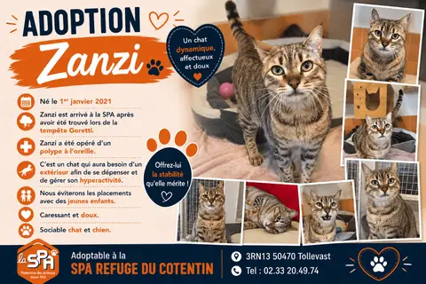 ZANZI