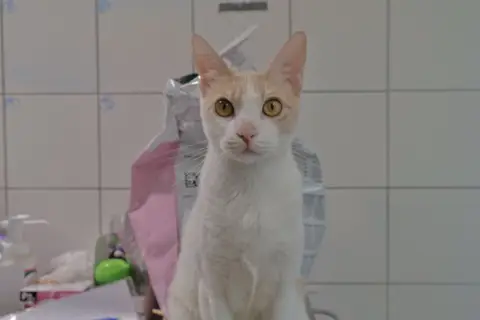Zazou