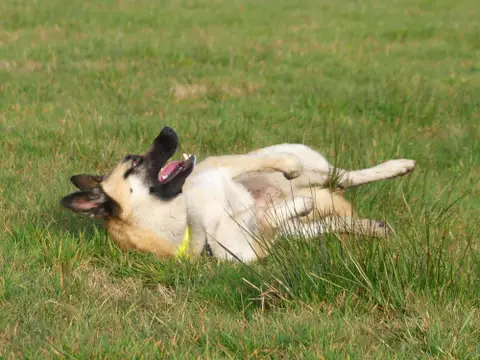 ODIN photo 3