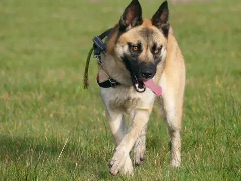 ODIN photo 6