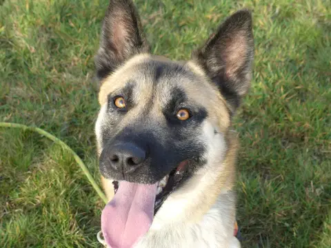 ODIN photo 7