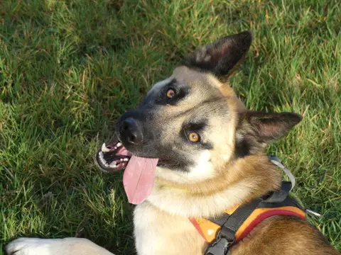 ODIN photo 10