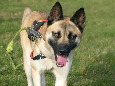 ODIN photo 11
