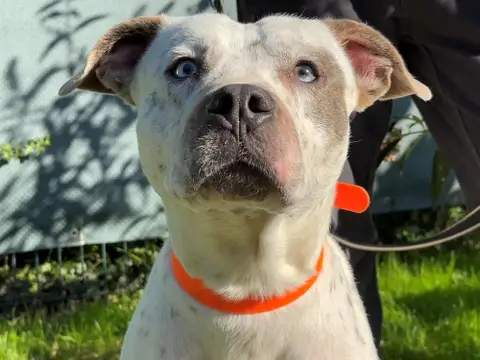 TAYSON PAA24092