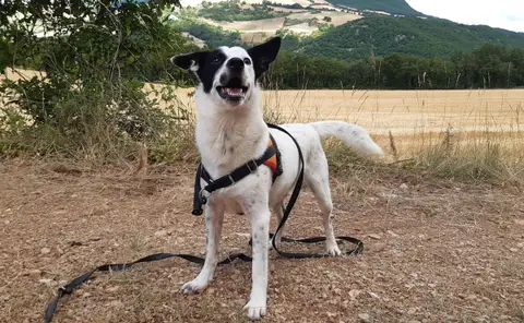 Pablo photo 10