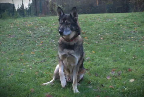 Cody PAA24093 photo 2