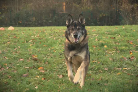 Cody PAA24093 photo 3