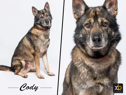 Cody PAA24093 photo 4